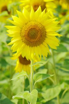 Closeup of a bright yellow sunflowers