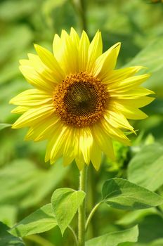 Closeup of a bright yellow sunflowers