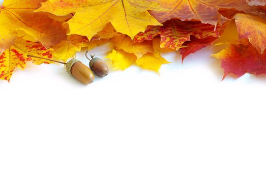 autumn maple leafs isolated on a white 