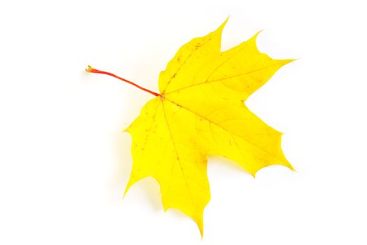 autumn maple leaf isolated on white background