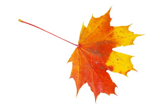 autumn maple leaf isolated on white background