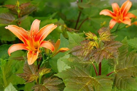 Lily flowers among the young maple seedlings