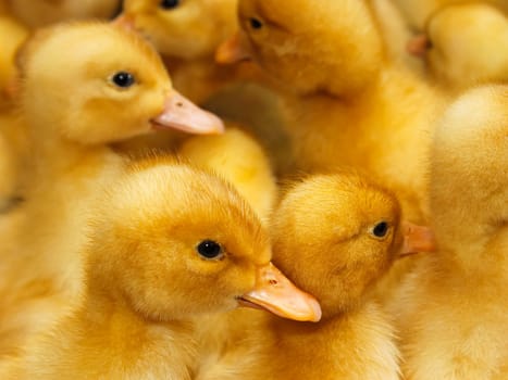 Group of small beautiful yellow domestic ducklings