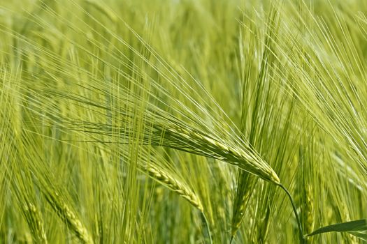 Flowering of barley. Spikelet barley in the foreground