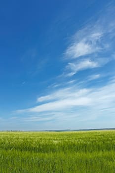 Skyscape over barley field in early summer 