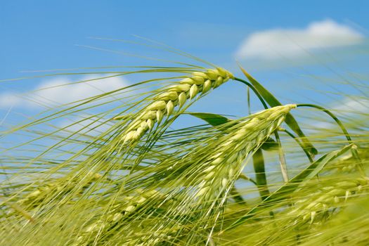 Barley spikelet on the background of field and sky