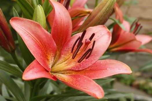 Pink lily flower in flower beds after the rain. Macro photo