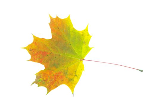 autumn maple leaf isolated on white background