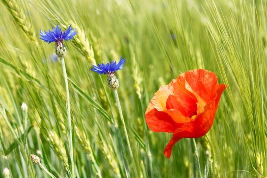 Blue cornflowers and red poppy blooming among the green barley field