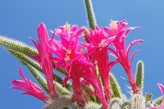 Cactus flowers against the background of a blue sky
