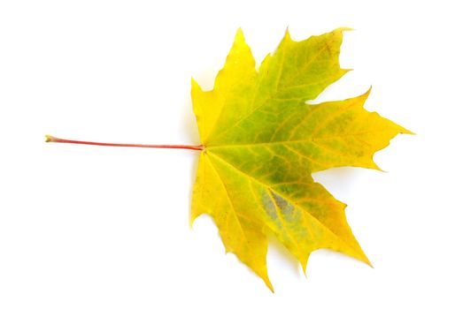 autumn maple leaf isolated on white background