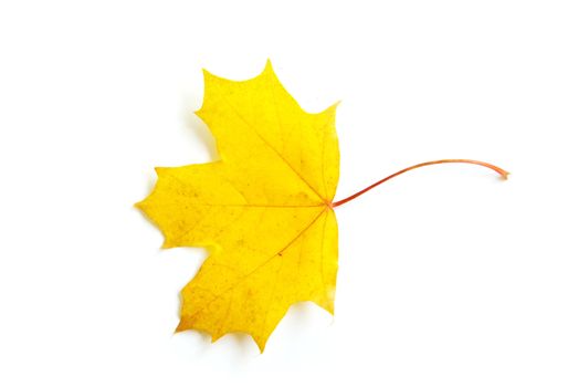 autumn maple leaf isolated on white background