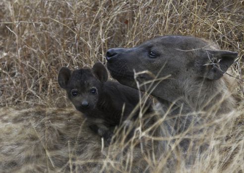 Hyena & pup in Kruger National Park South Africa