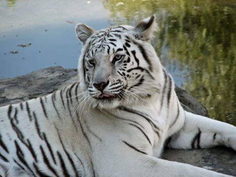 Close up of White Bengal Tiger