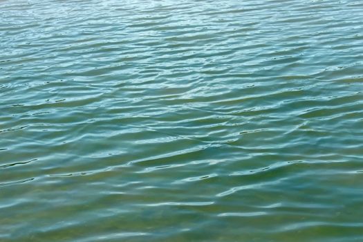 Waves of fresh water. Efflorescence of green algae