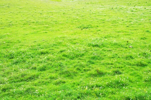 green grass texture from a  field           