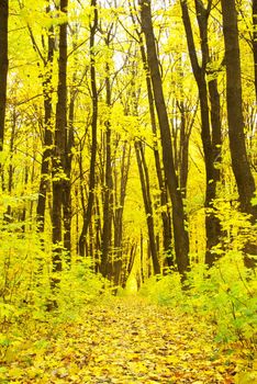 autumn forest  background in a sunny day