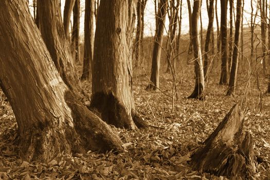 Trunks of old hornbeam trees in the late autumn. Sepia