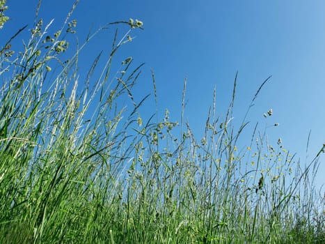 The mixture of different meadow grasses and flowers on the background of a blue sky