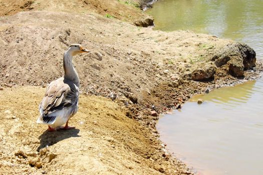 A gray goose on the clay dam of ponds