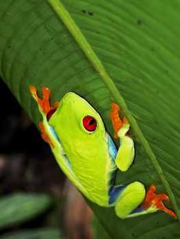 Red-Eyed Tree Leaf Frog on climbing banana leaf Costa Rica
