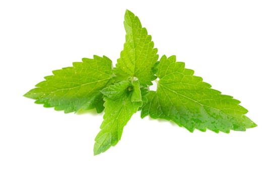 Green fresh mint isolated on white background