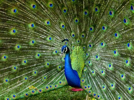 A vibrant peacock strutting his stuff
