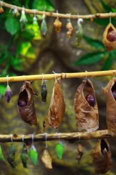 birth of butterflies from cocoons