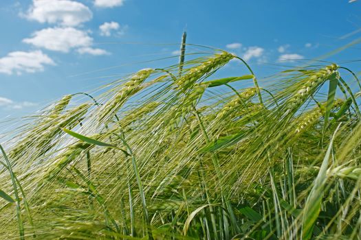 Spikes of barley against the background of blu sky