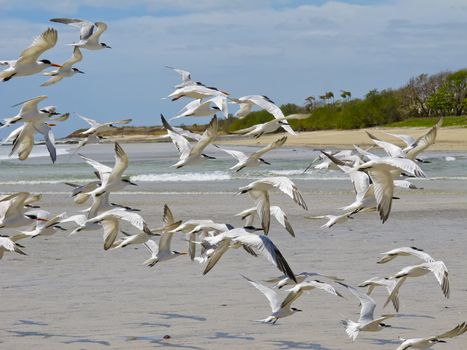 Seagulls on beach at Tamarindo, Costa Rica, Central America