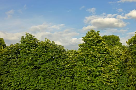 Thick chestnut crowns on the background of blue sky with light clouds