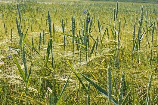 Plants of wheat over barley field during the flowering