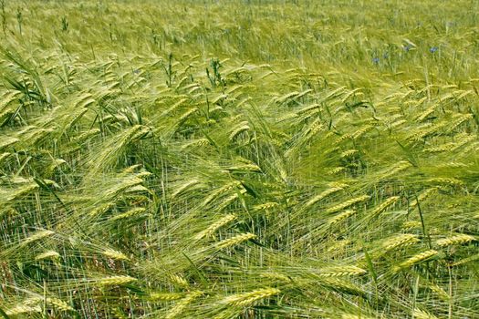 Barley field during flowering. Fine day in early summer. Fine day in early summer