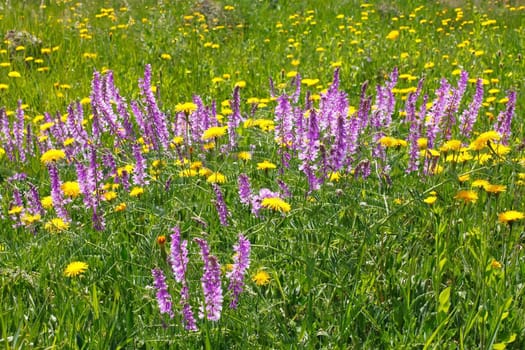 A rapid flowering of different wildflowers in a meadow