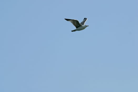 Seagull
