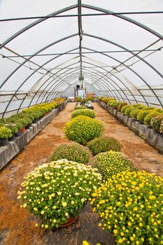 Greenhouse interior during autumn season, Piedmont, italy