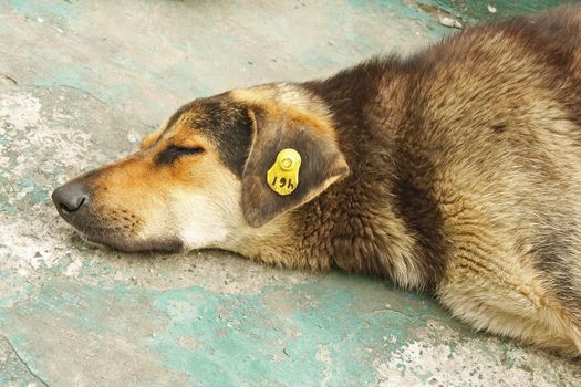 A head of castrated rambling dog labeled in the ear