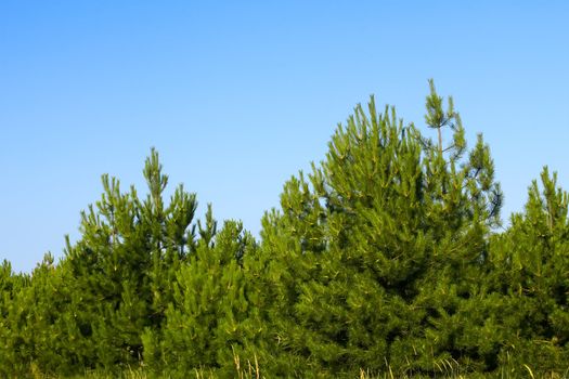 Treetops of young pine trees on the background of blue sky