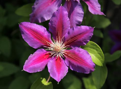 A beautiful Anna Lousie Clematis flower.
