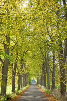 An image of a nice autumn forest background