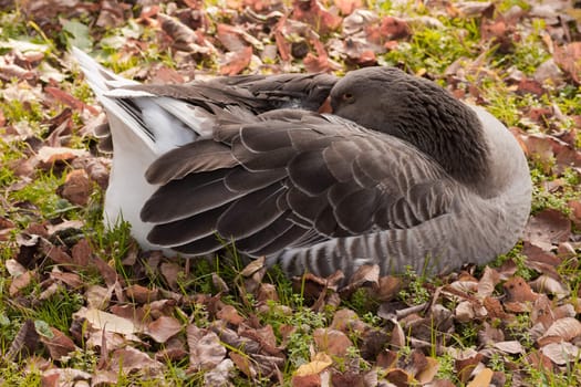 Goose sleeping on meadow being still on guard.