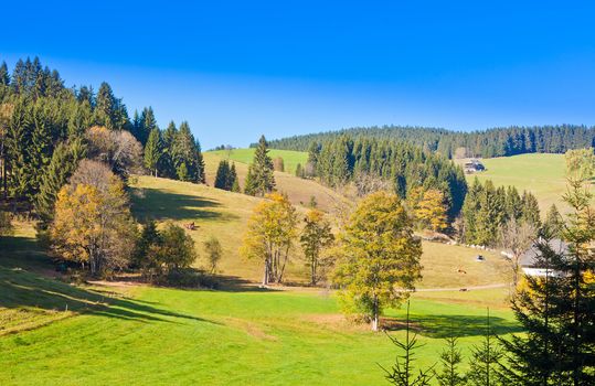 Farmland, farm houses and forested hills in Black Forest, rural Germany.