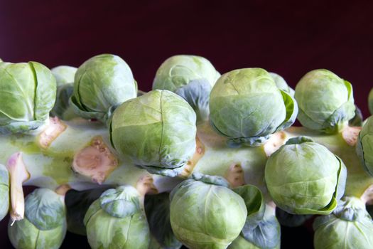 Closeup Macro of a Stalk of Brussels Sprouts