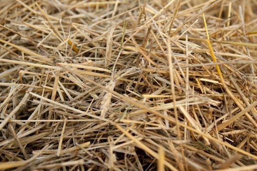 detail of empty field after harvest in the end of summer