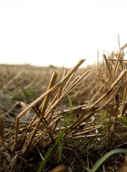 detail of empty field after harvest in the end of summer