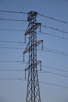 some small birds sitting on high tension wires