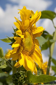 sunflower in a sunny day during summer