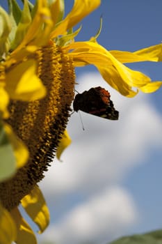 detail of sunflower in a sunny day during summer