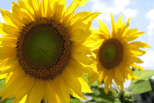 sunflower in a sunny day during summer