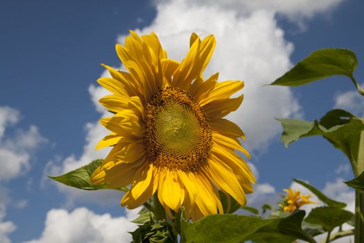 sunflower in a sunny day during summer